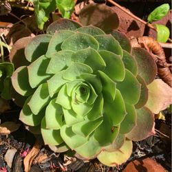 Succulents , Jades, Cactus☀️💧