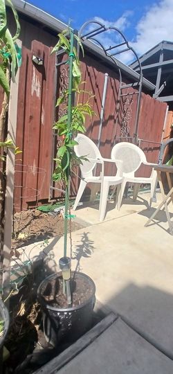 White peach/ nectarine tree plant