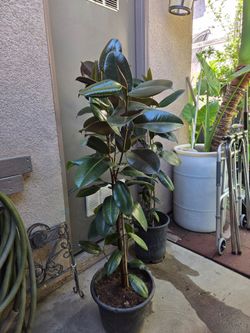Rubber plants