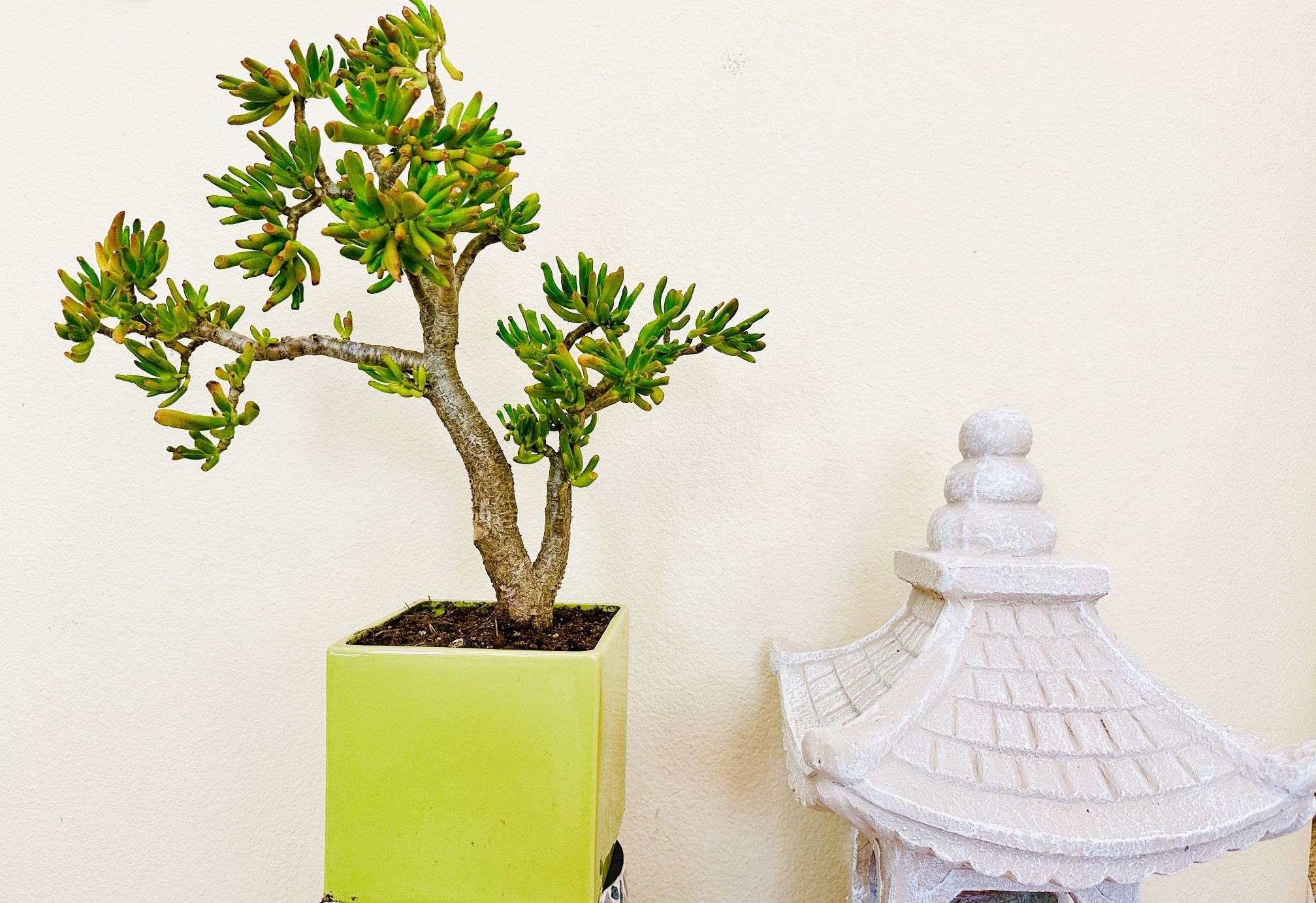 dracaena song of india plant Dracaena reflexa 