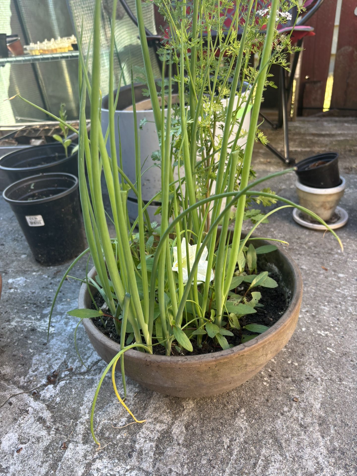 Green Onions, Cilantro And Petunia In A Large Ceramic Pot