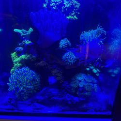 Red Sea reefer nano 28g