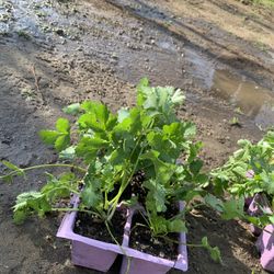 Cilantro Plants 6 Pack 4$ And 4 Inch Pots 4$