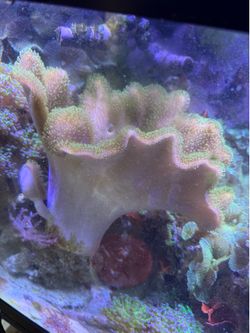 Fake giant Toad stool coral