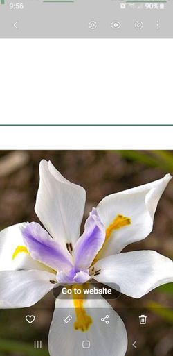 African Iris plant, Colorful blooms Yr round