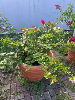 Plants for selle