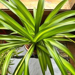 Healthy Hawaiian spider mature plant (at least 40” wide)