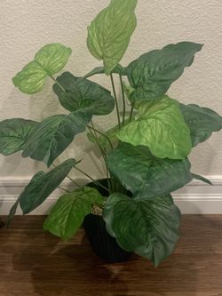 New Plastic Plant
