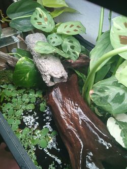 Water Lettuce Floating Aquarium Plants, Aquatic Plants