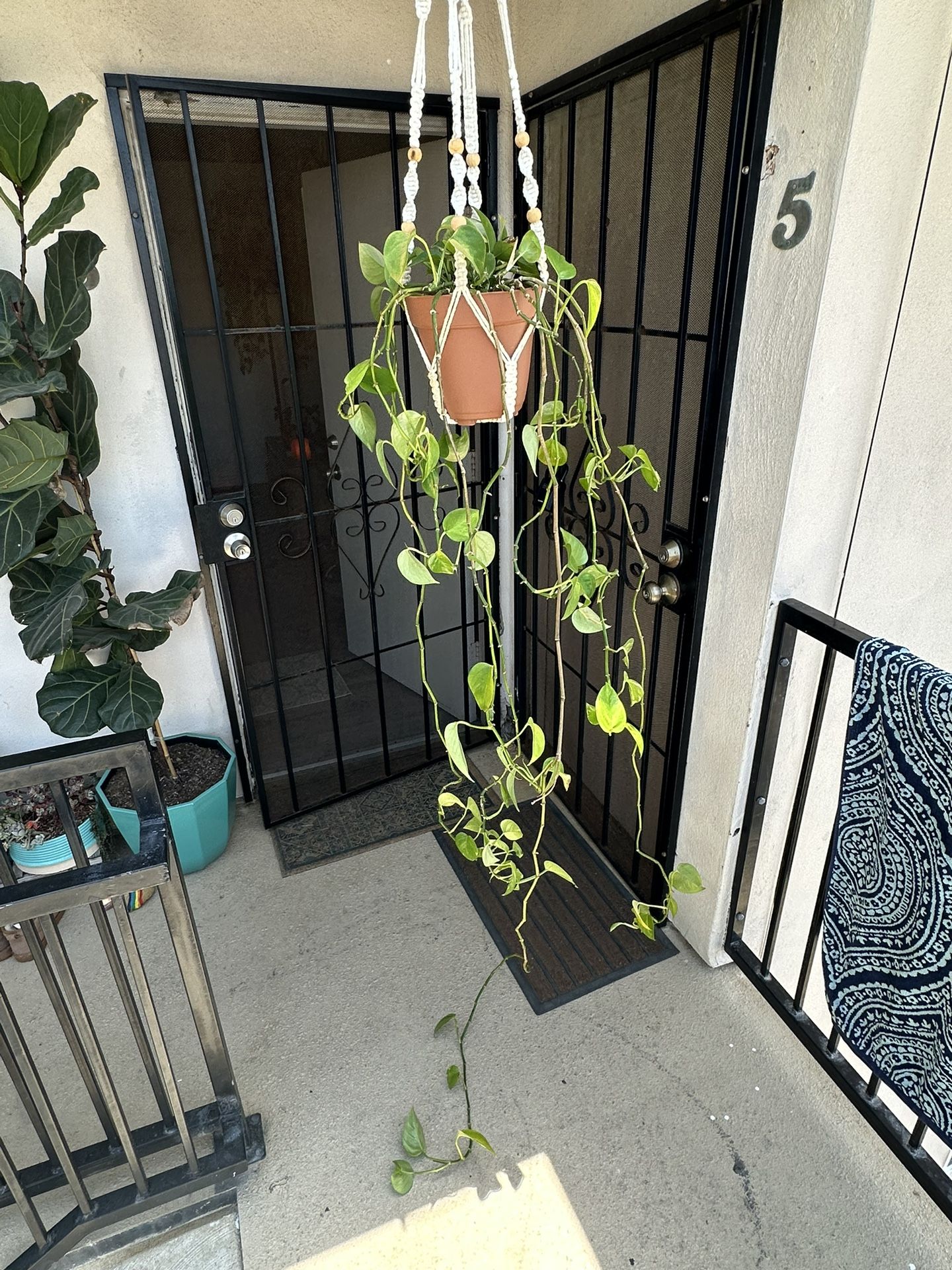 House Plant