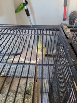 Birr Cage
