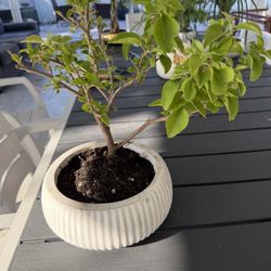 Bougainvillea Bonsai 
