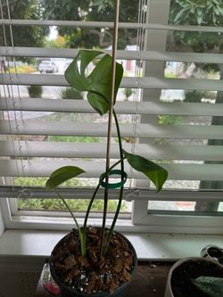 Monstera Deliciosa Live Plant in Pot