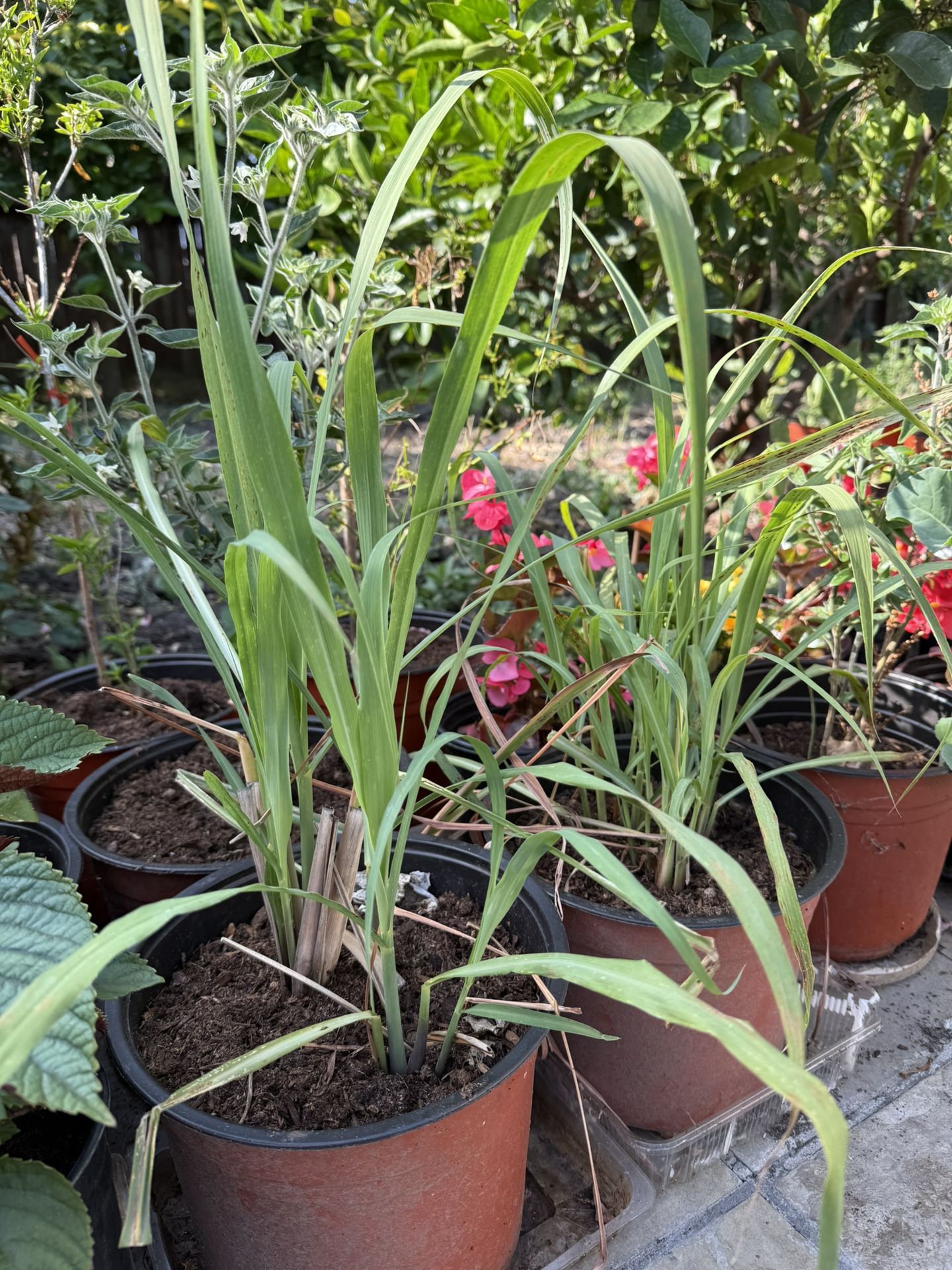Lemongrass Plants