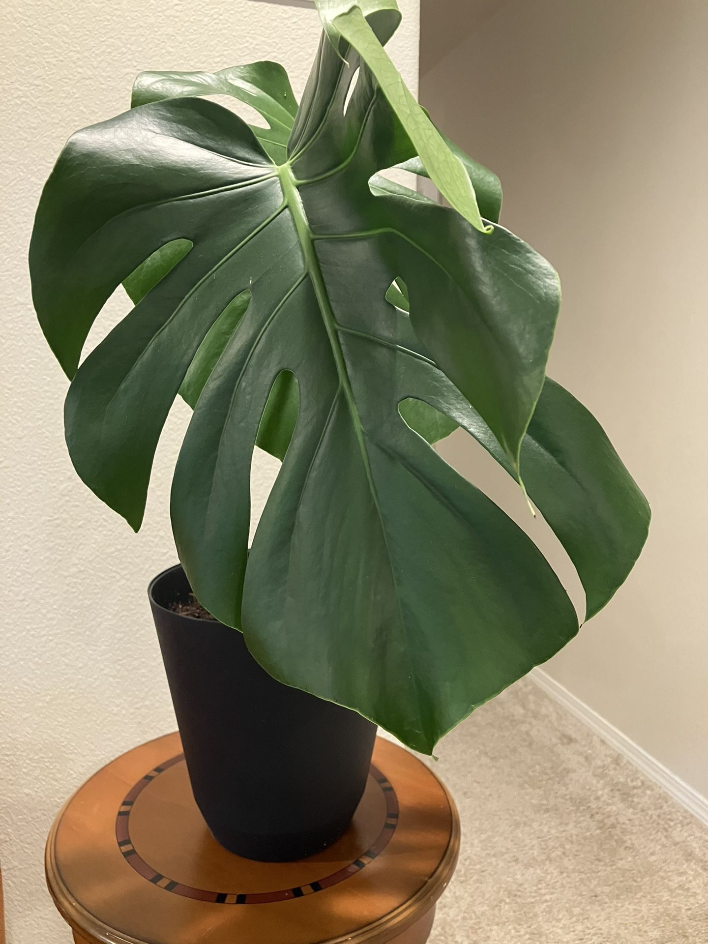Monstera Deliciousa