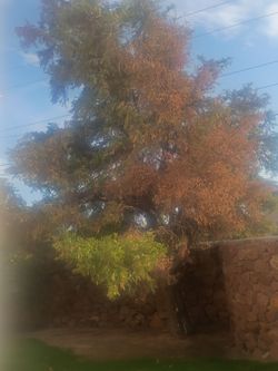 Se quitan arboles