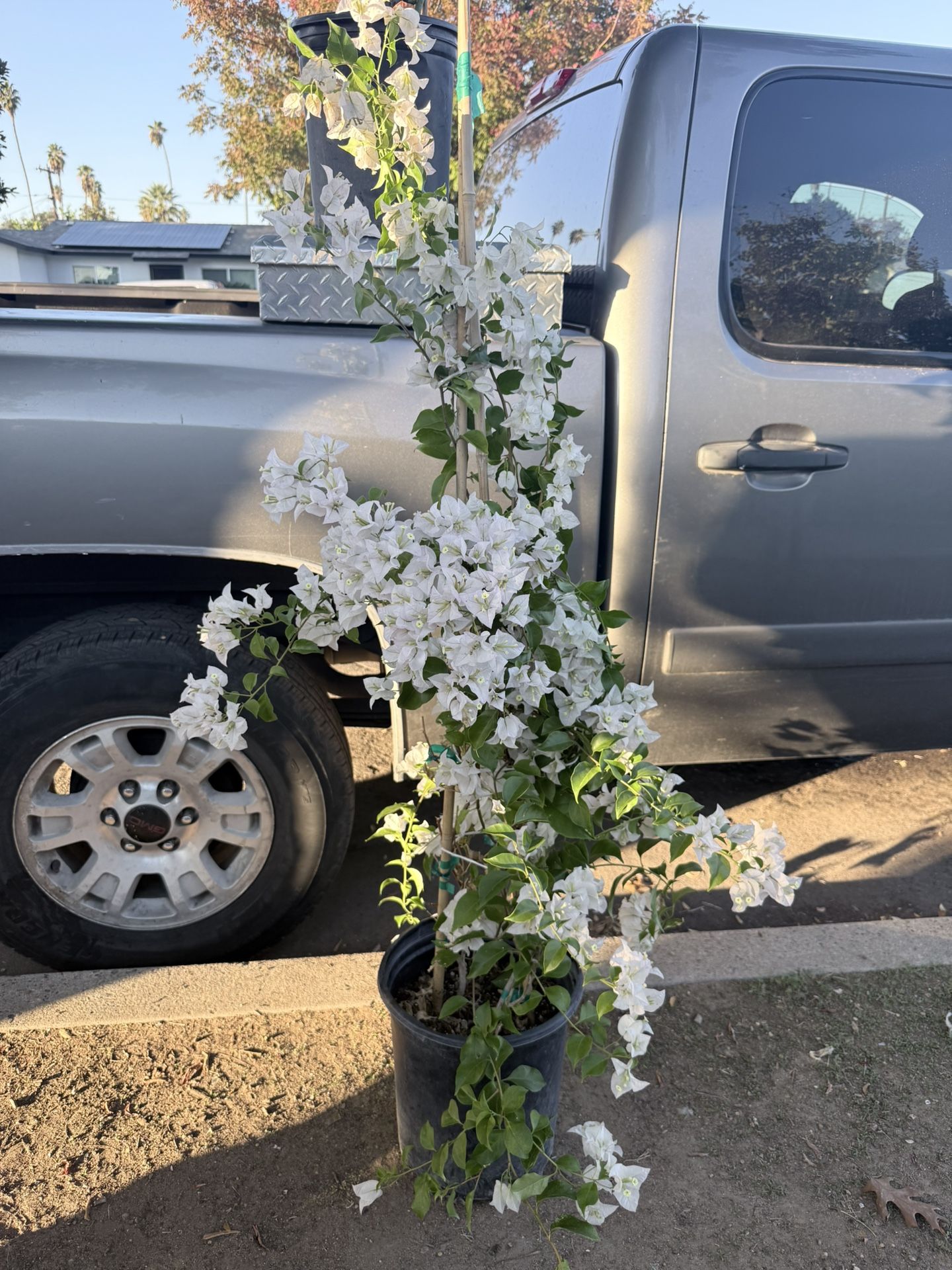White Bougainvillea Flower Plant