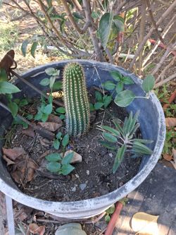 Cactus