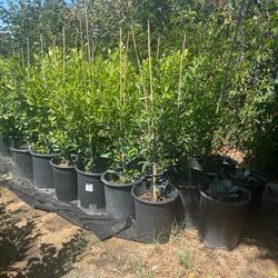 Ficus