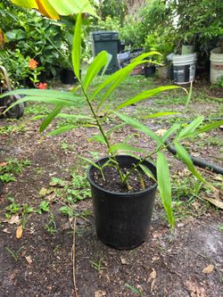 Planta de ginger.