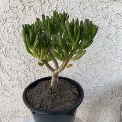 1.5 Gallon Pot Succulent Plant - Crassula Ovata  Druce - Gollum Jade - Rooted & Established - Drought Resistant 🪴