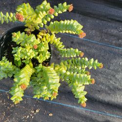 Succulents Cacti And Flowers 