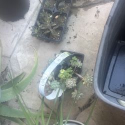 Plant Pots For Sale With Free Succulents 