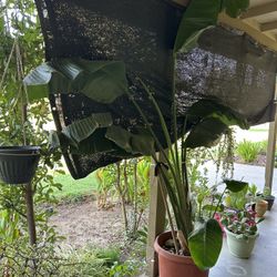 Tall tropical tree plant