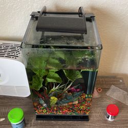 5 Gallon Fish Tank Setup With Decorations And Rocks