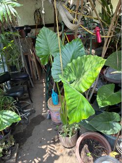 Plant
