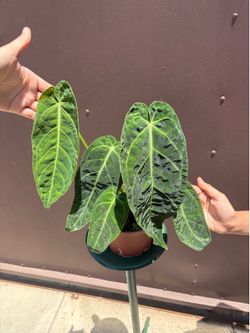 anthurium warocqueanum x magnificum