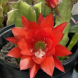 Epiphyllum Orchid Cactus 