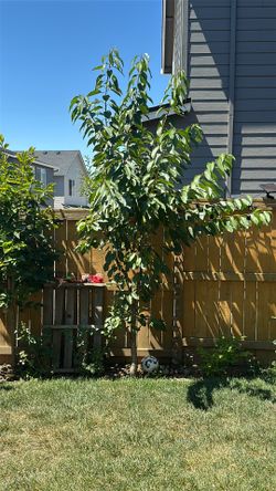 Cherry Tree