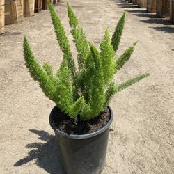Foxtail Fern