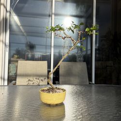 Tropical Plant Bonsai