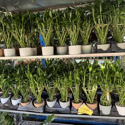 Lucky Bamboo In Clay Pot. SPECIAL PRICE 🤩
