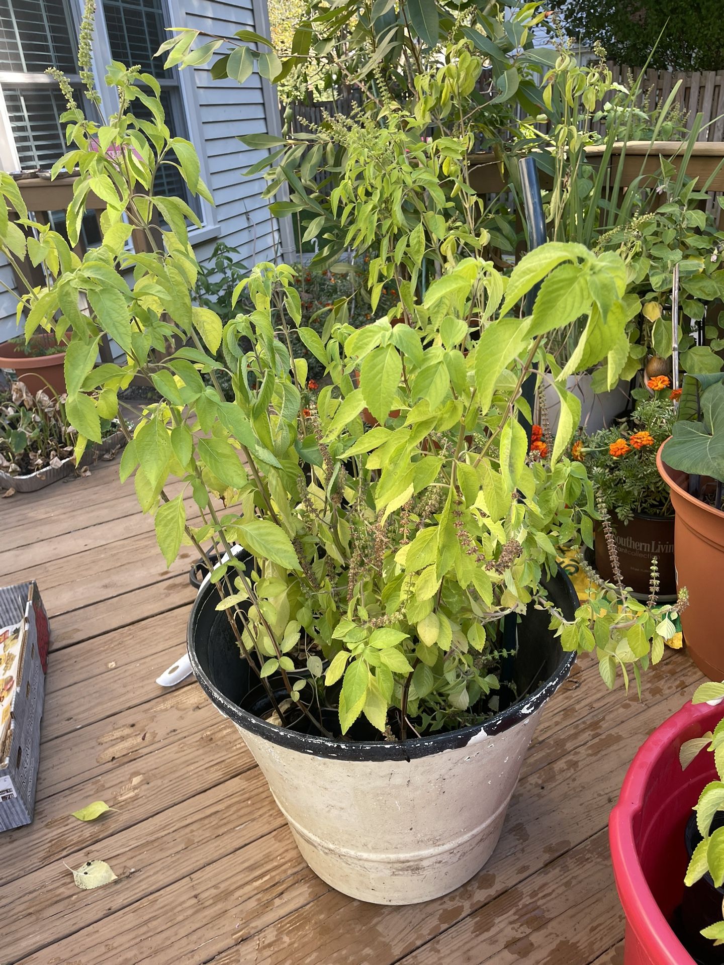 Tulsi - Indian $5 And Up