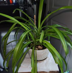 Pittsburg: Healthy spider plant in glazed ceramic pot with attached saucer