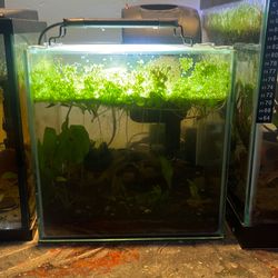 3 Gallon Neocaridina Shrimp Tank – Established Setup 🦐🌿