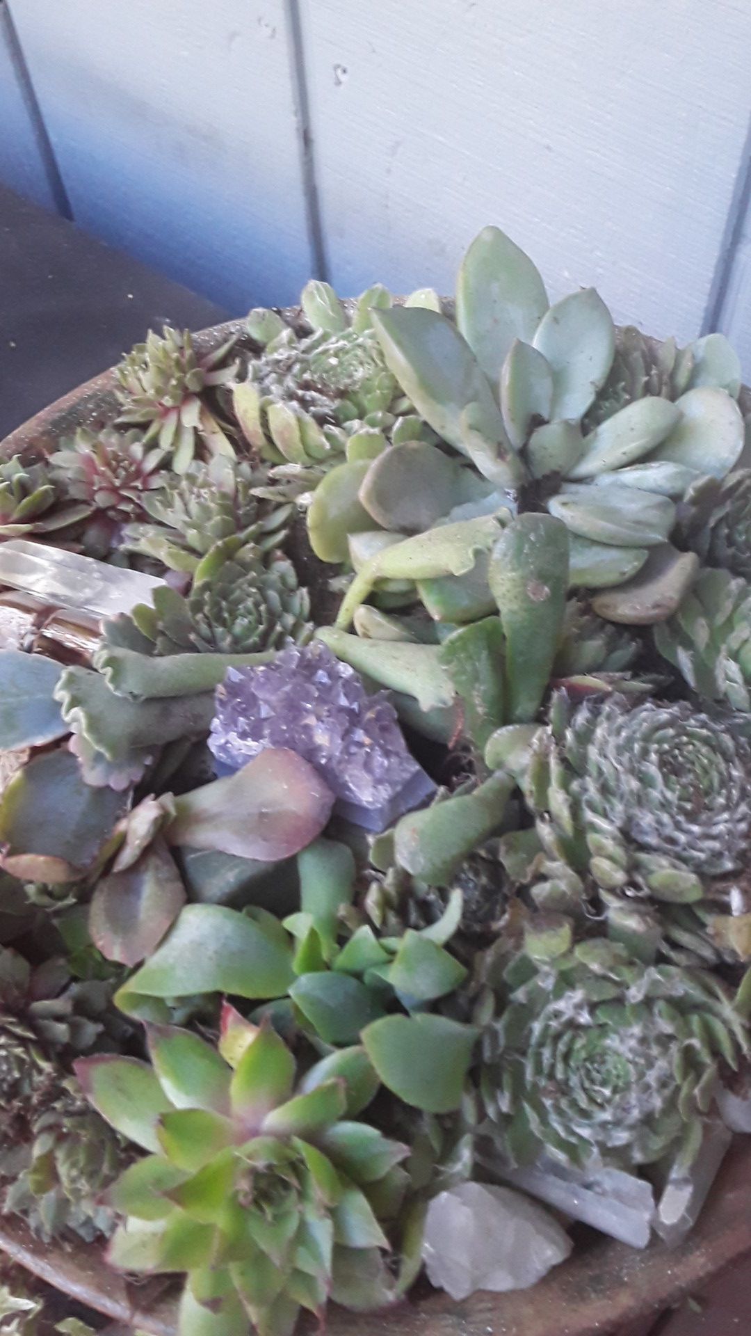 A BUNCH OF SUCCULENTS IN A PLANTER