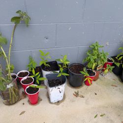 Pigeon Pea Plants for Sale! 🌿