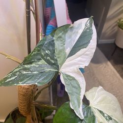 5ft Albo Arrowhead Mother Plant