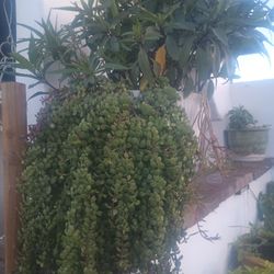 Big And Beautiful Plant