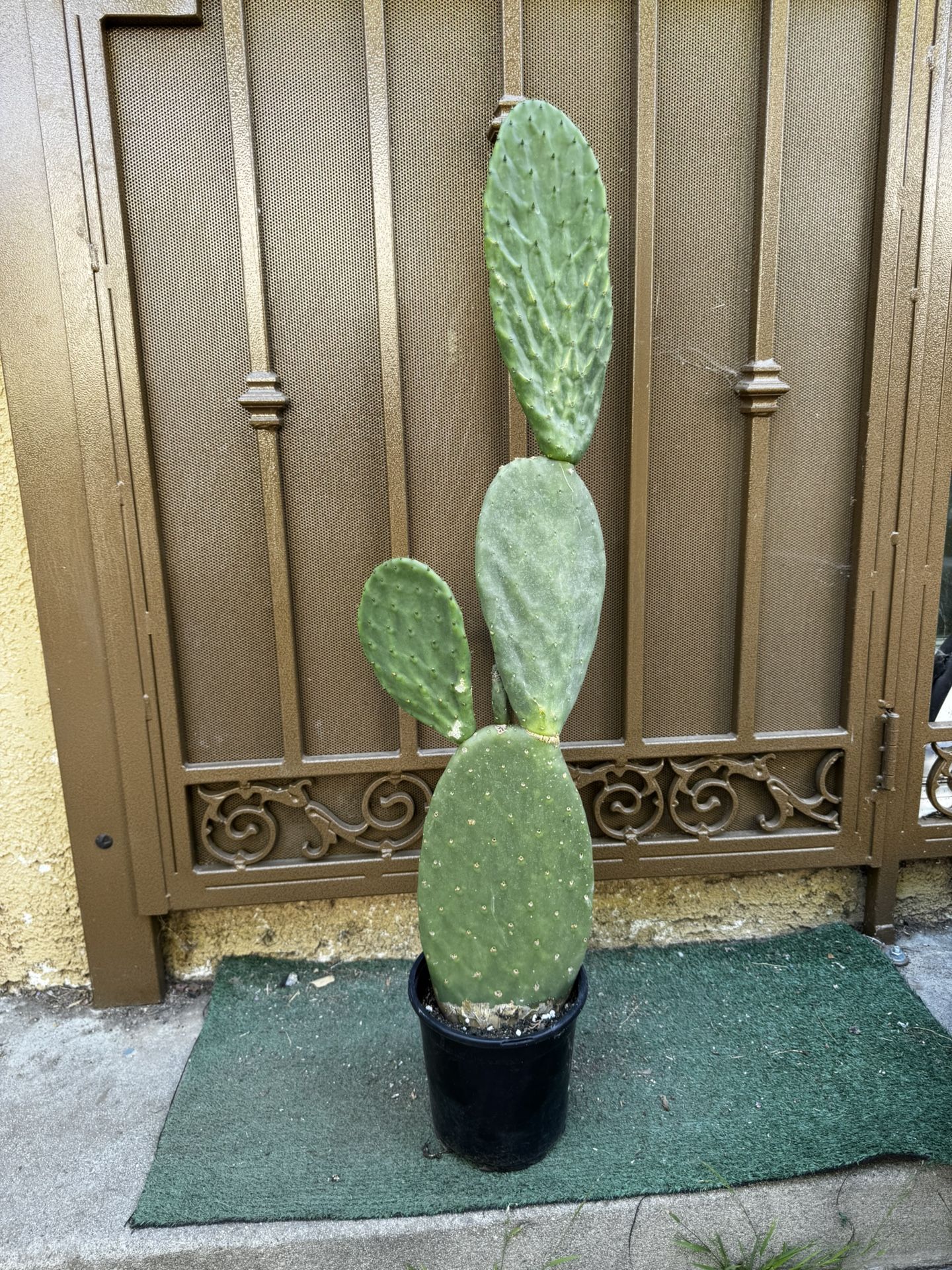 Prickly Pear