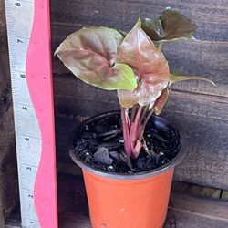 Syngonium Bright Allusion, 4 Inch Pot