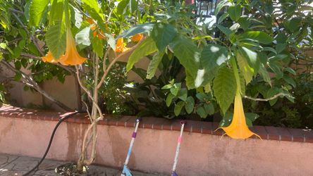 Beautiful Rare BELLFLOWER ( Shiv’s Dhatua) plant