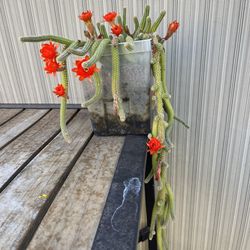 Rattail Trailing Cactus