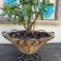Metal Basket With Jade Plant