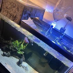 29 Gallon Fish Tank With Stand 