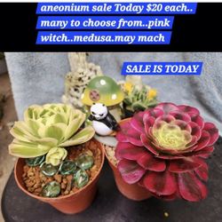 PLANT SALE TODAY. IN SAN LORENZO